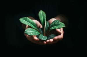 O Futuro dos Negócios é Verde